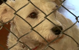 Butte Humane Society – Meet Your Match